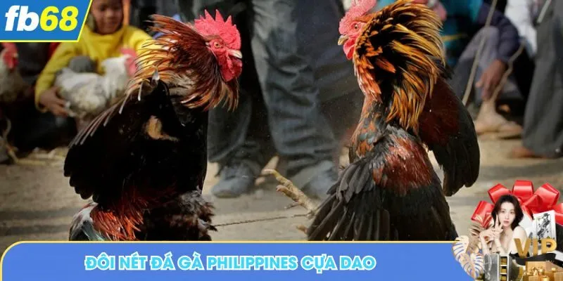 Đôi nét đá gà Philippines cựa dao