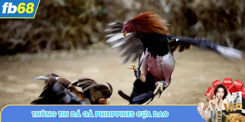Thông tin đá gà Philippines cựa dao
